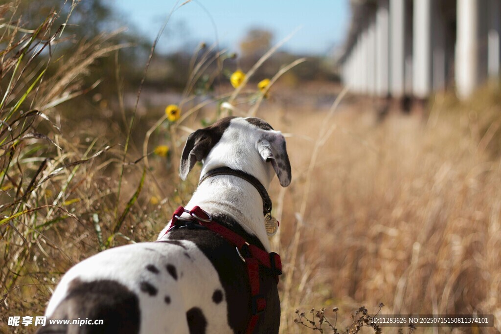 斑点狗漫步于野外小道