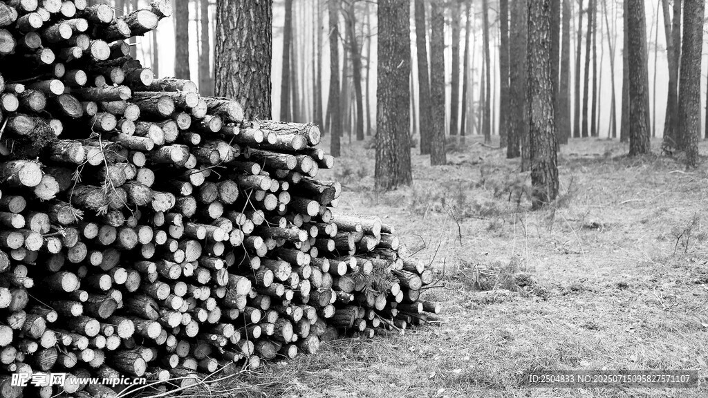 森林中堆放的砍伐木材