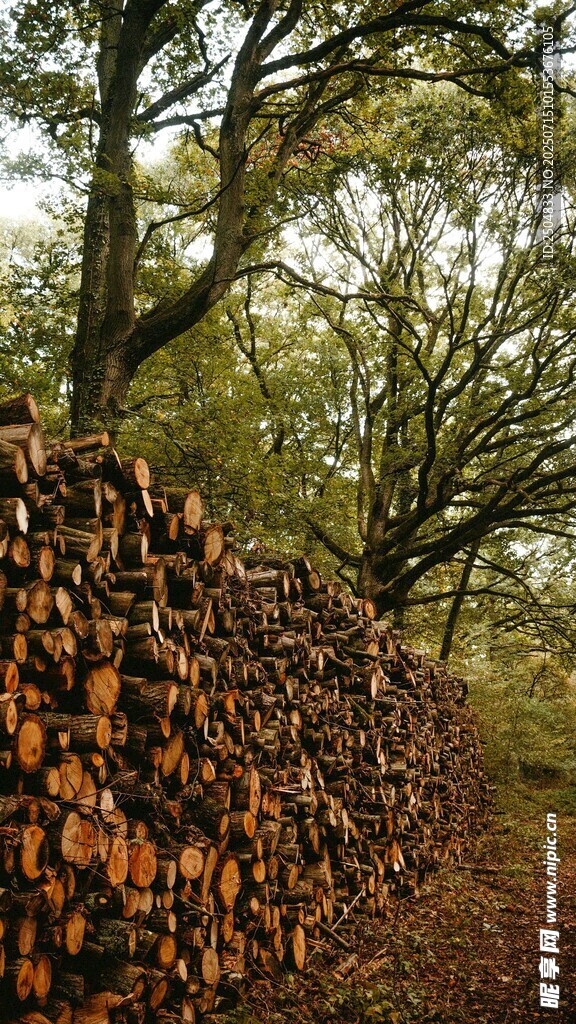 林间木柴堆 自然质朴景