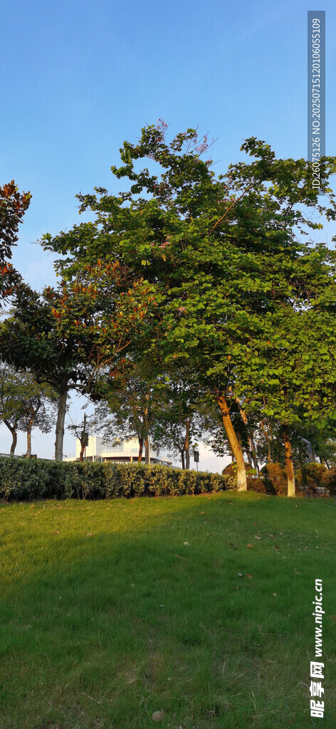 金色阳光下的草地与绿树