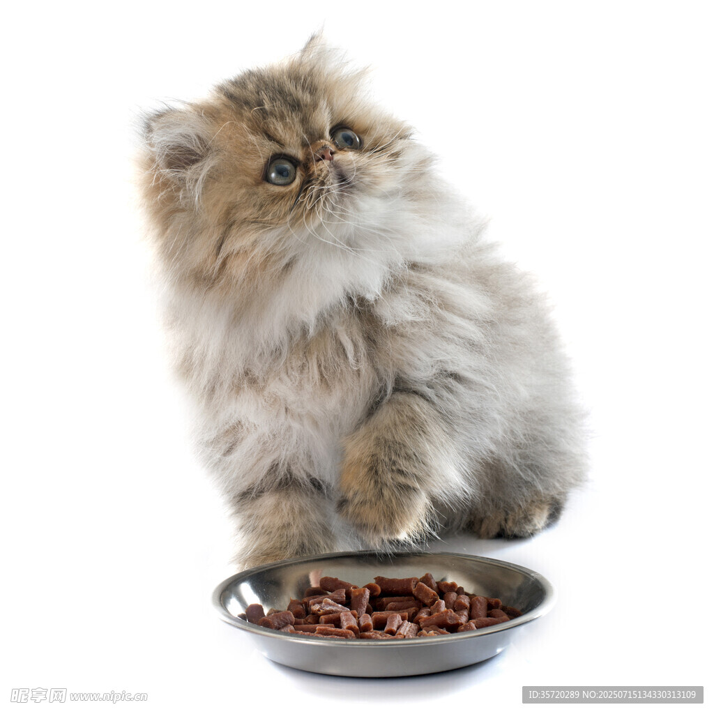 萌猫站立于猫粮碗旁