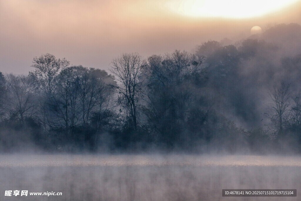 晨雾中的静谧森林景色
