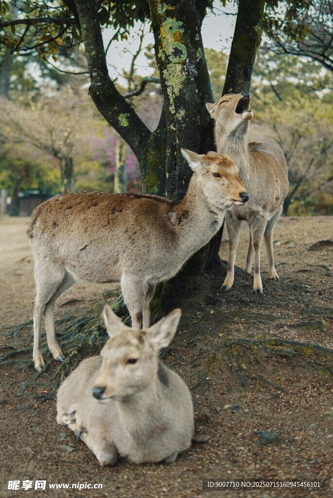 树下休憩的几只小鹿