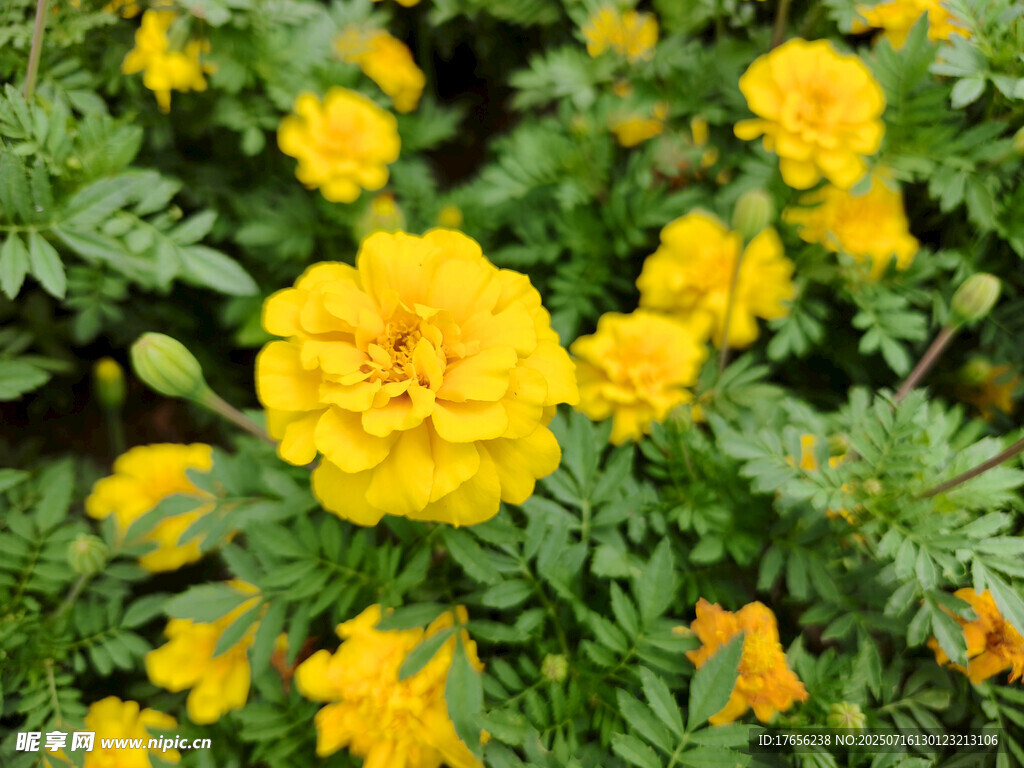 盛开的黄色万寿菊