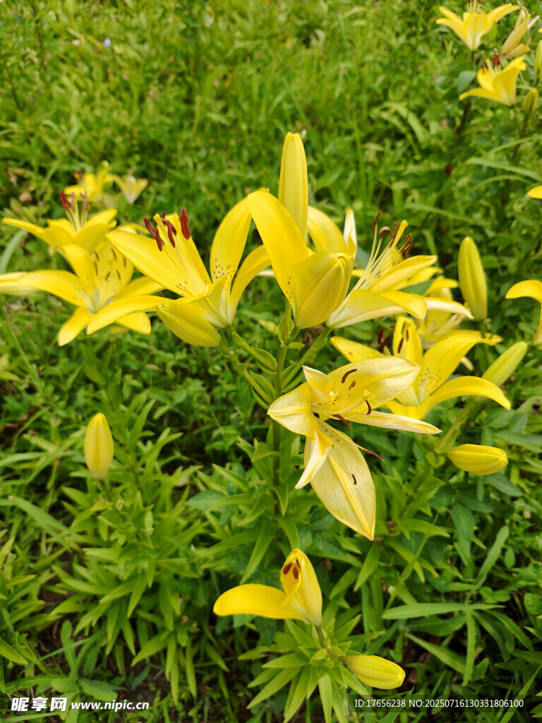 盛开的黄色百合花