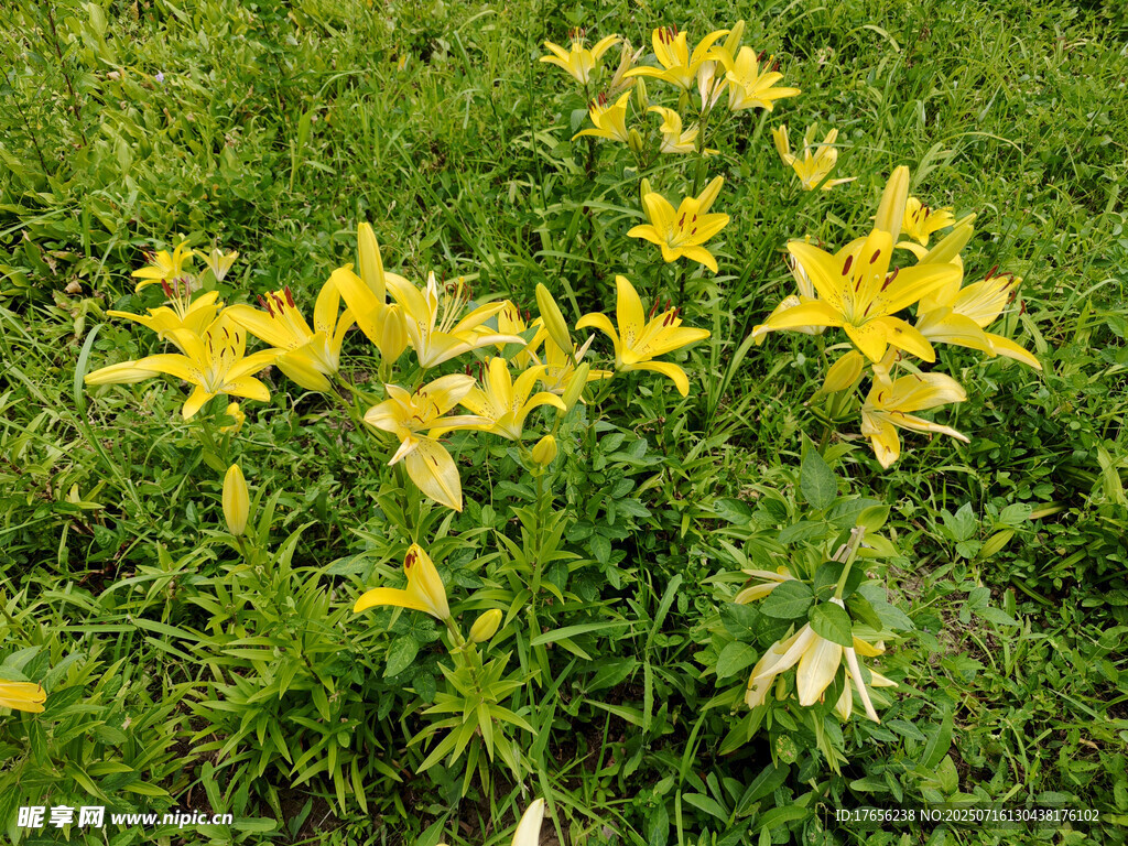 草地上的黄色百合花