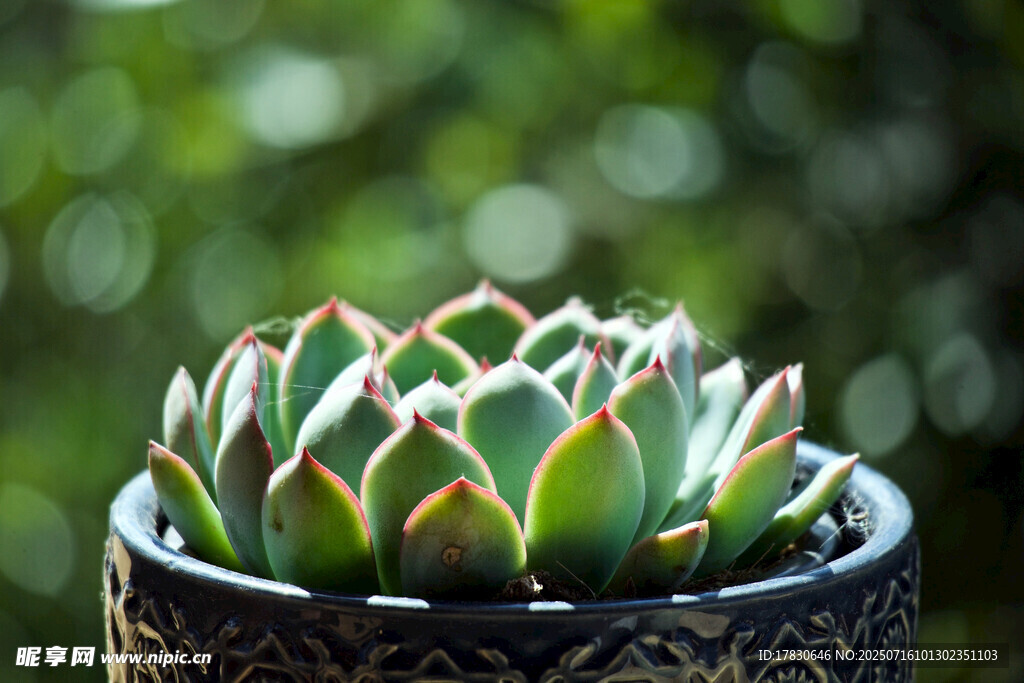 精致盆栽多肉植物特写