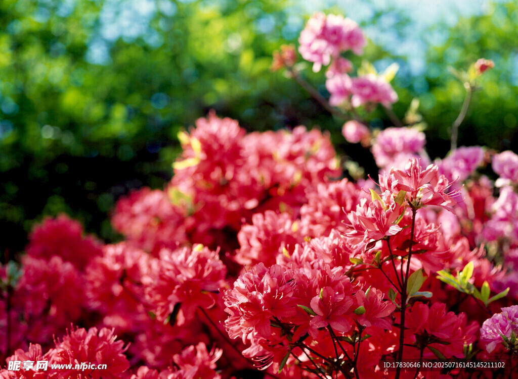 艳丽丛生的粉红色花卉