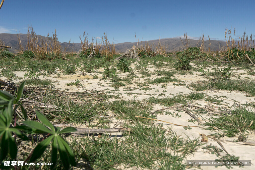 干旱土地上的稀疏植被