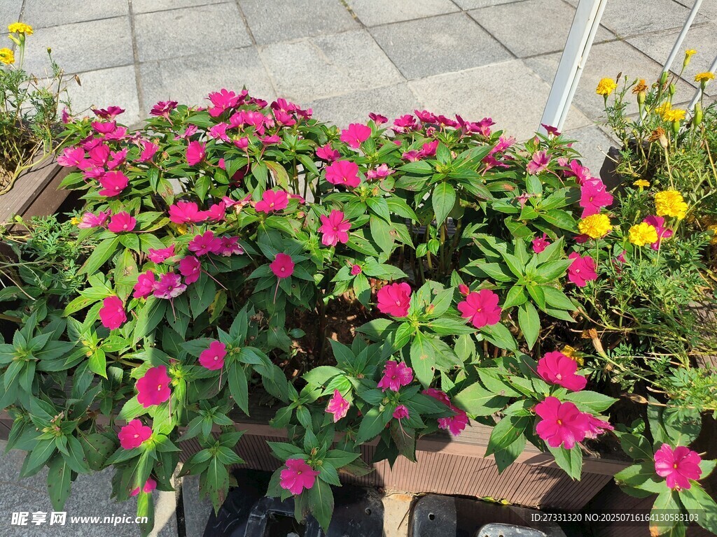 多彩盆栽花卉绽放生机