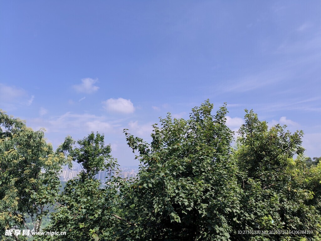 蓝天绿树风景图