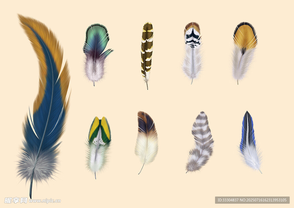 多彩羽毛集合
