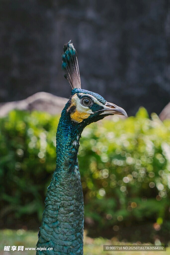 栩栩如生的孔雀雕塑