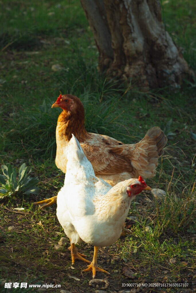 田园中漫步的几只鸡