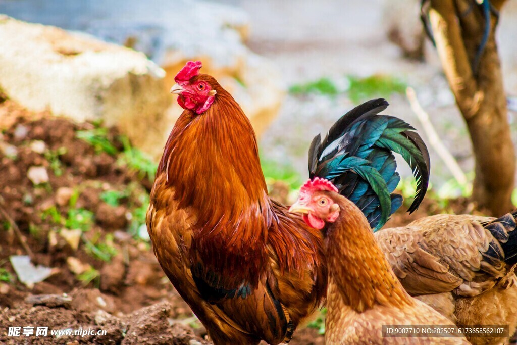 田园中色彩艳丽的两只鸡