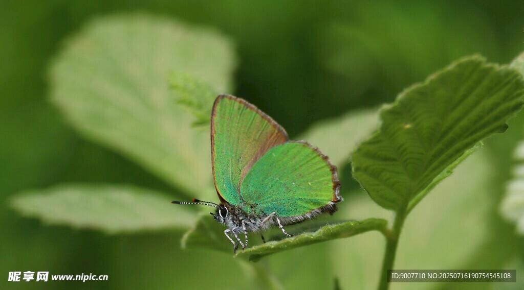 绿叶上的绿色蝴蝶