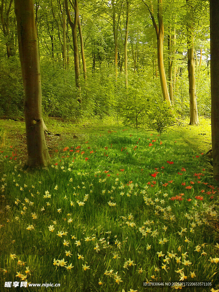 林间繁花盛开的静谧美景
