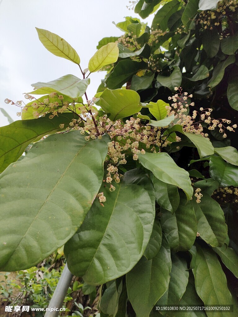 绿叶间的繁茂植物