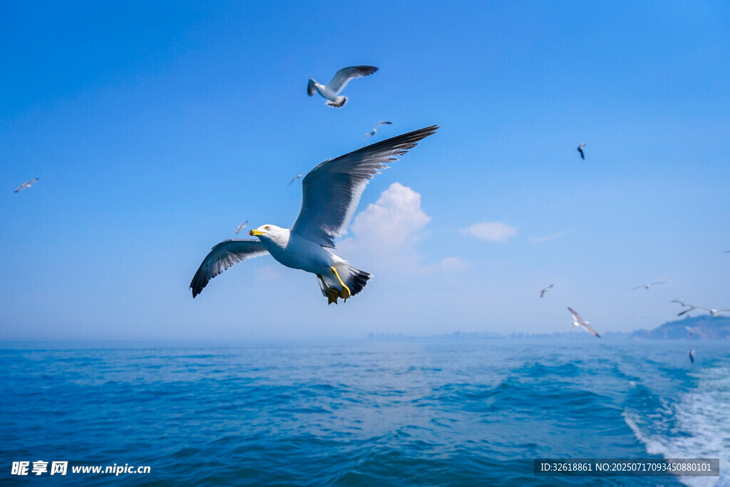 海面上飞翔的海鸥