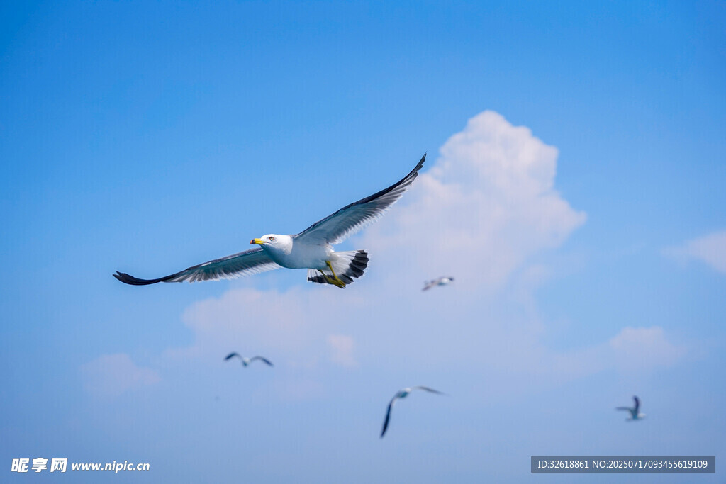 蓝天中翱翔的海鸥