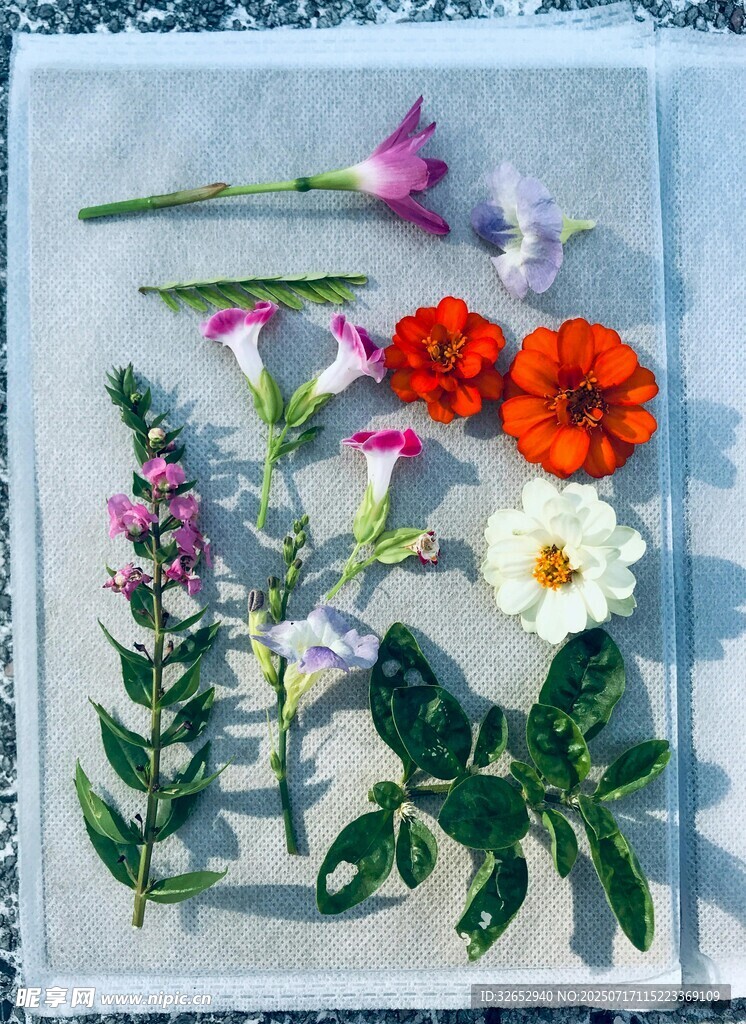 多彩花卉植物标本展示