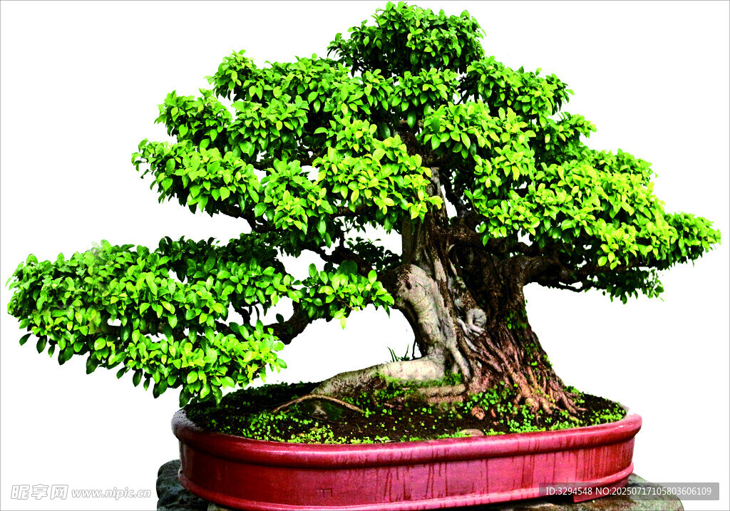 精致盆景绿意盎然