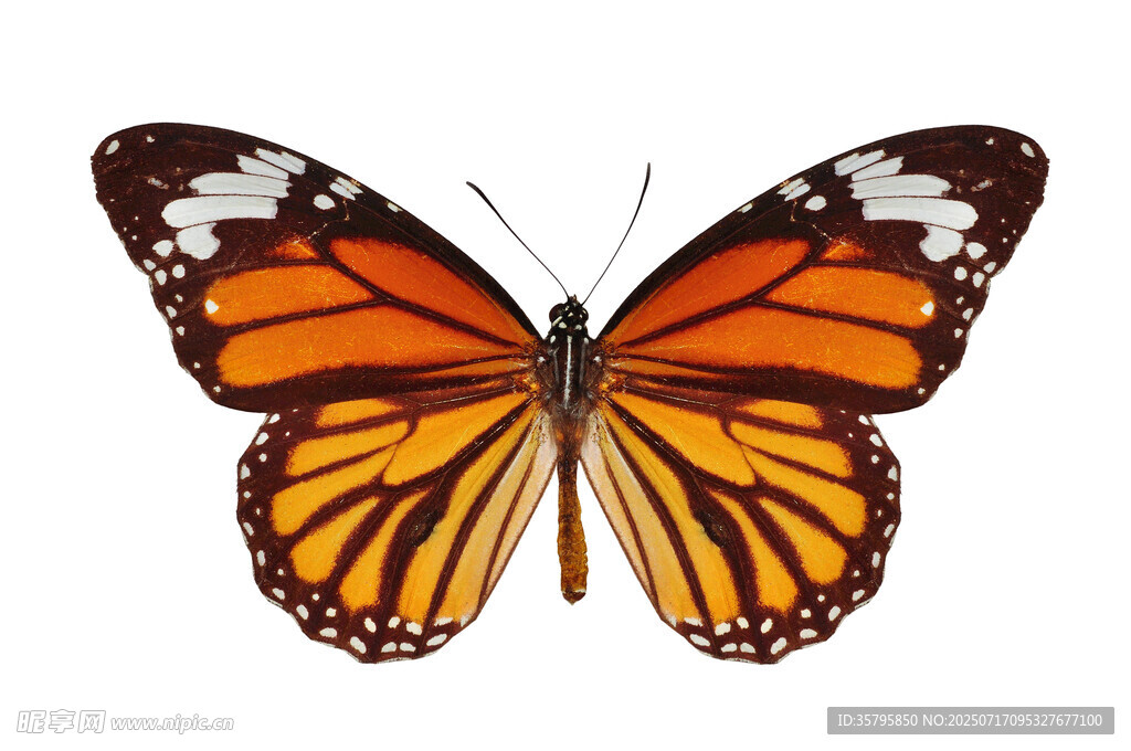 橙黑相间蝴蝶特写