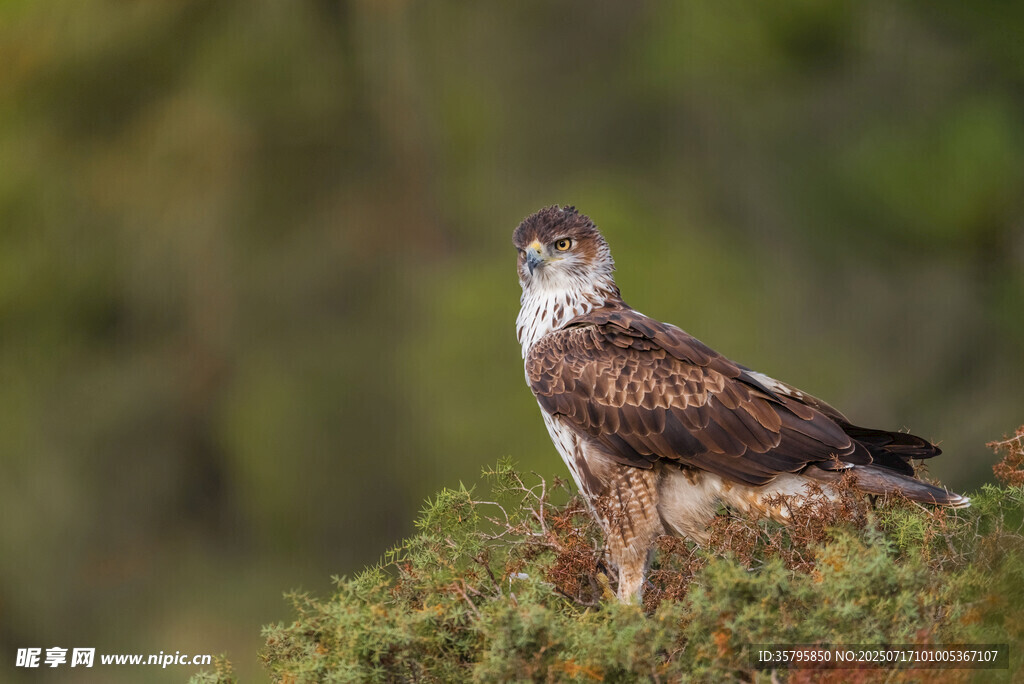 站立于植被上的猛禽