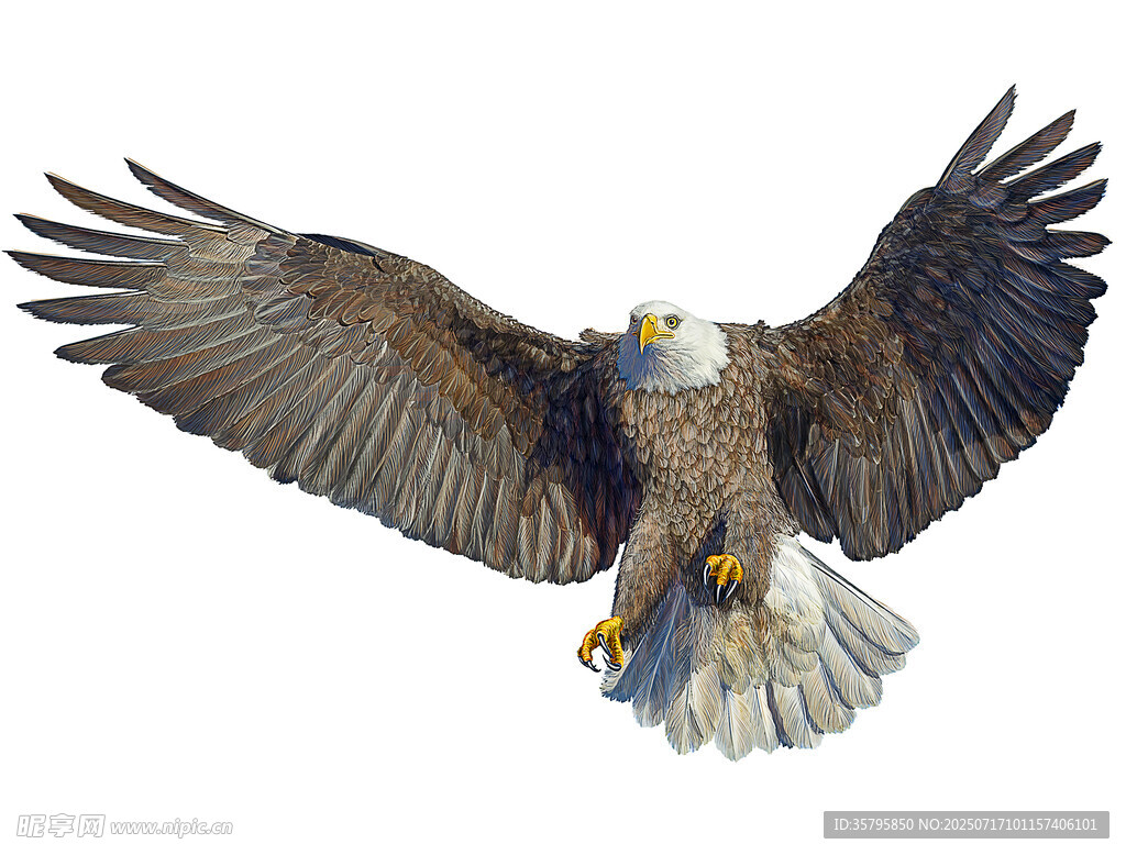 展翅翱翔的雄鹰