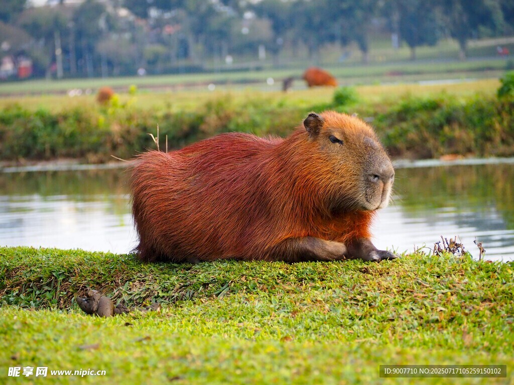 水边休憩的可爱水豚
