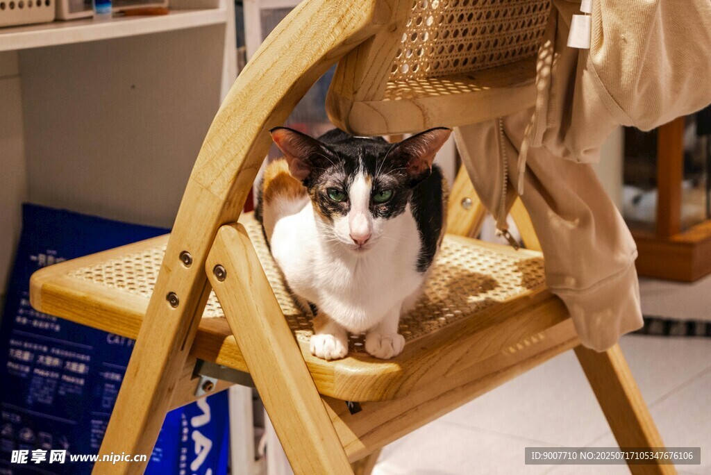 椅子上的可爱黑白猫咪