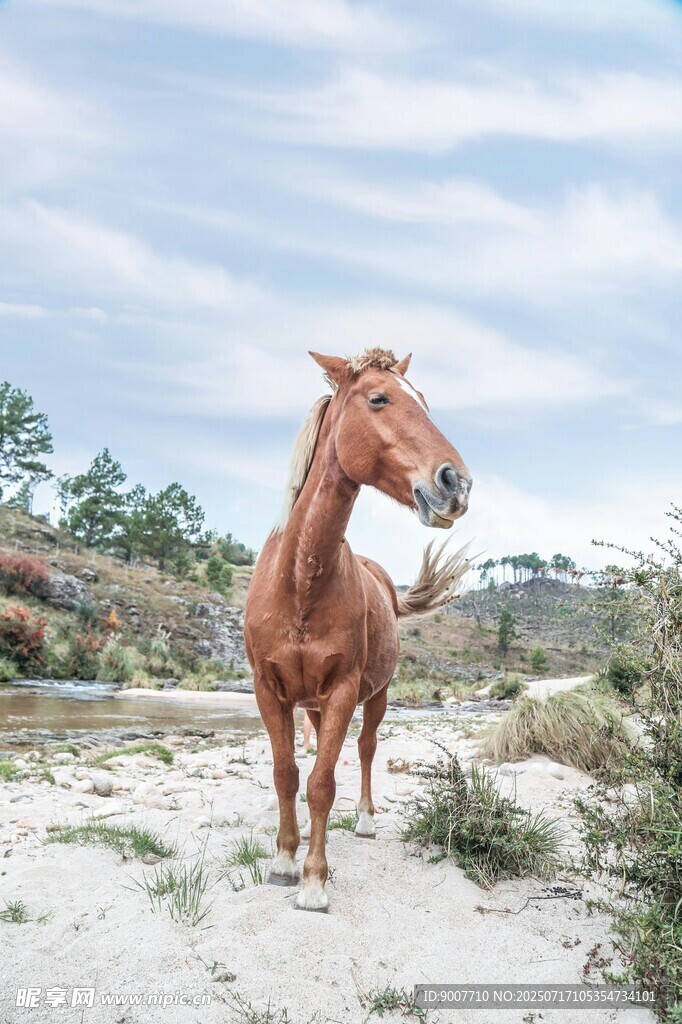 旷野中的棕色骏马