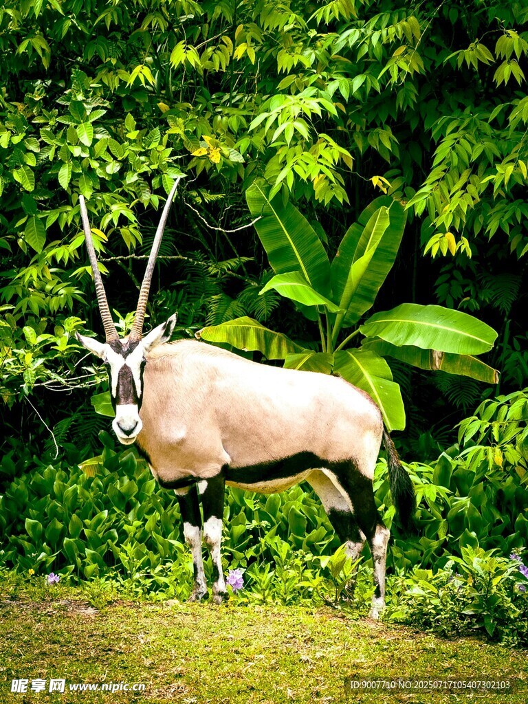 草原上的长角羚羊