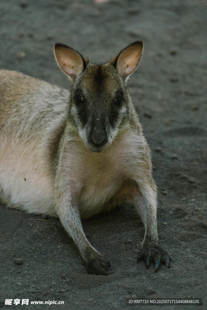 趴着的袋鼠
