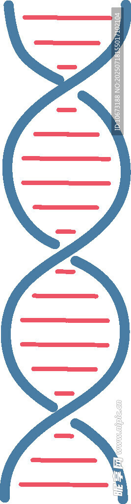 双螺旋DNA结构示意图