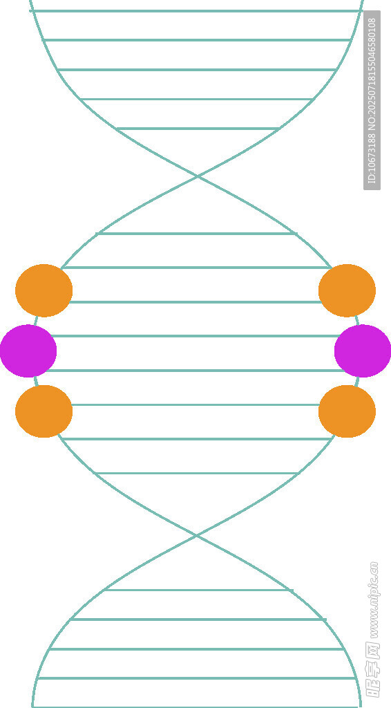 双螺旋DNA结构示意图
