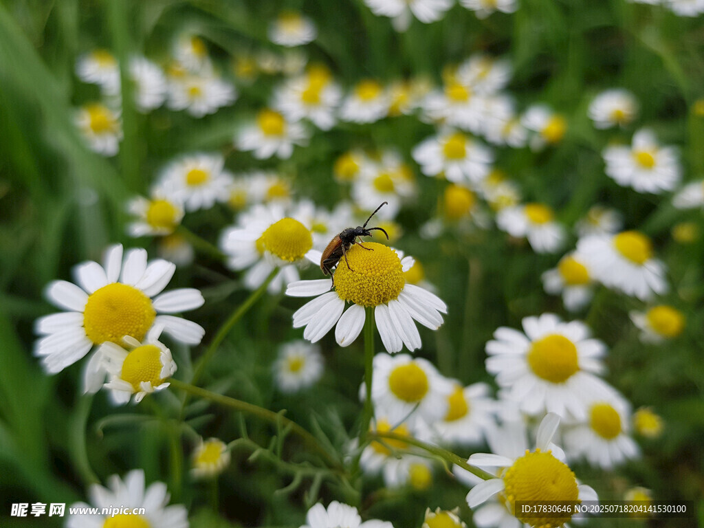 烂漫雏菊绽放于绿野间