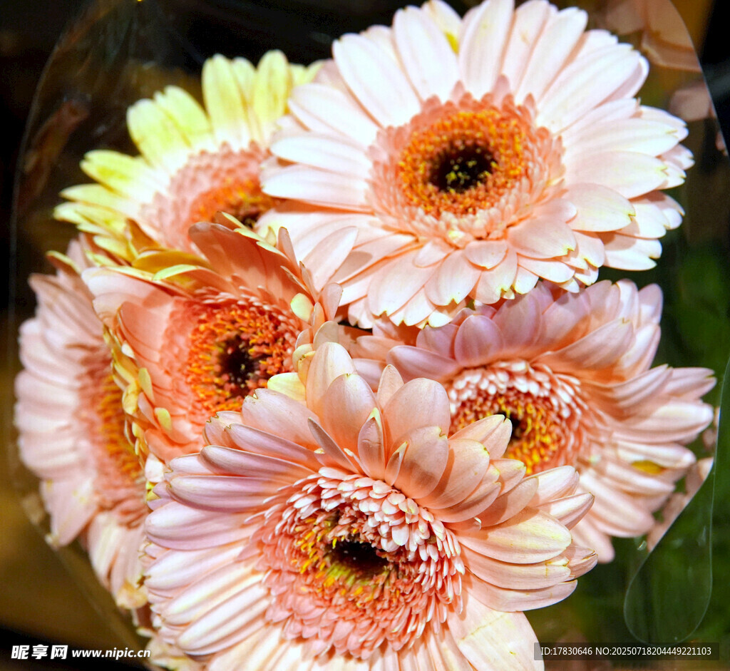 粉色非洲菊鲜花一束