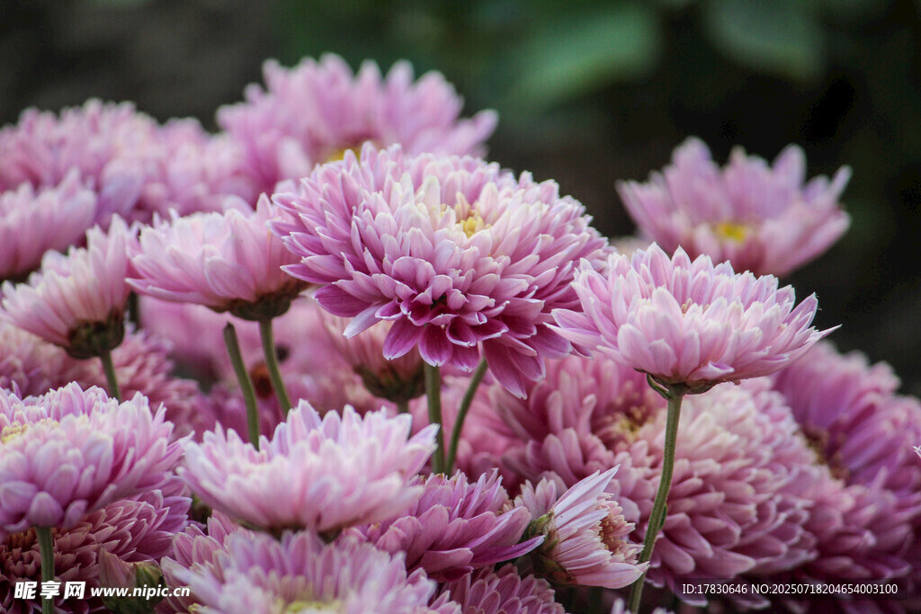 粉紫色菊花绽放