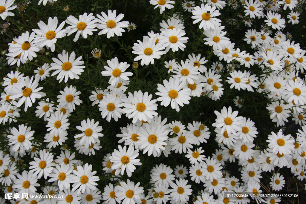 白色雏菊簇拥绽放