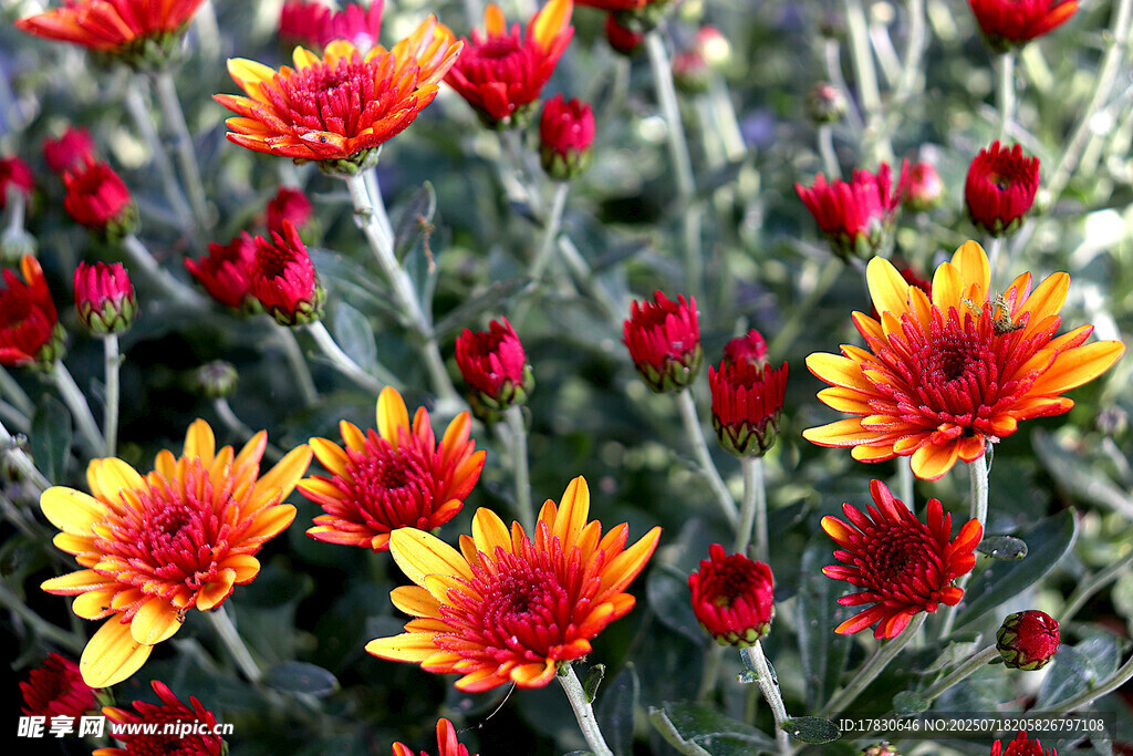 鲜艳多彩的菊花绽放
