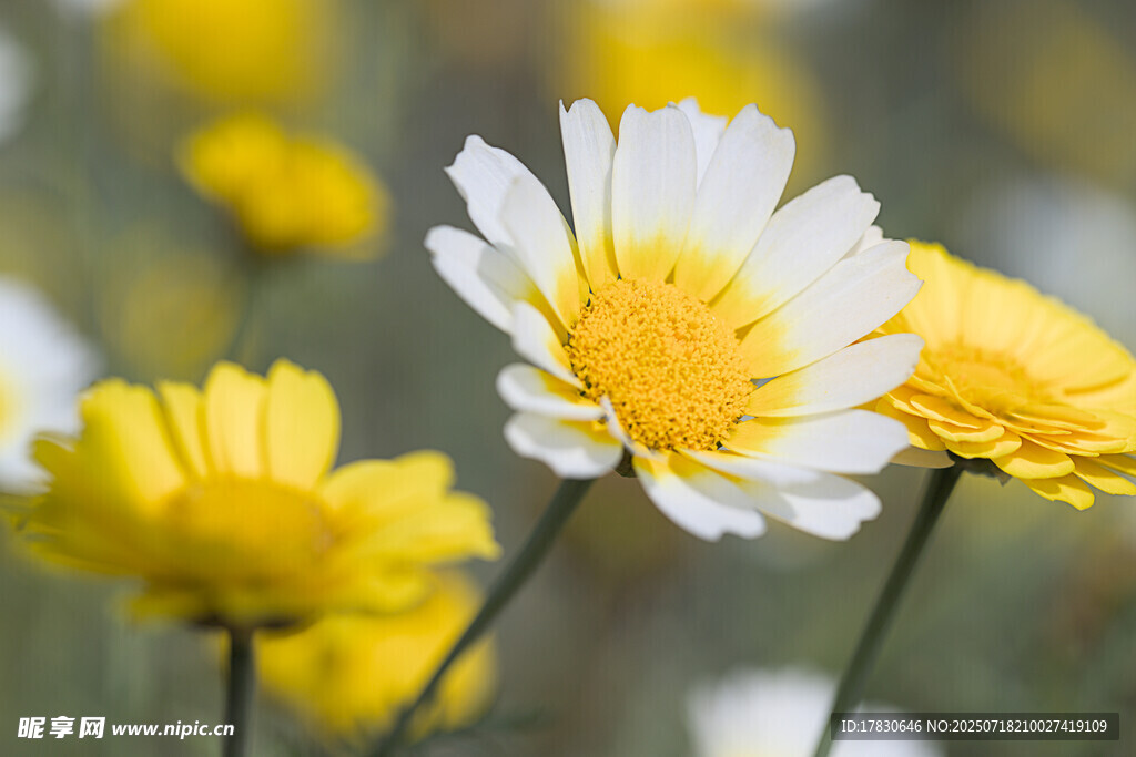 绽放的美丽雏菊