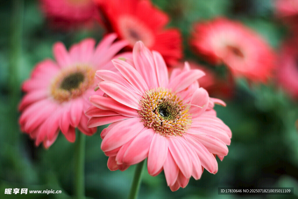 娇艳粉色非洲菊绽放