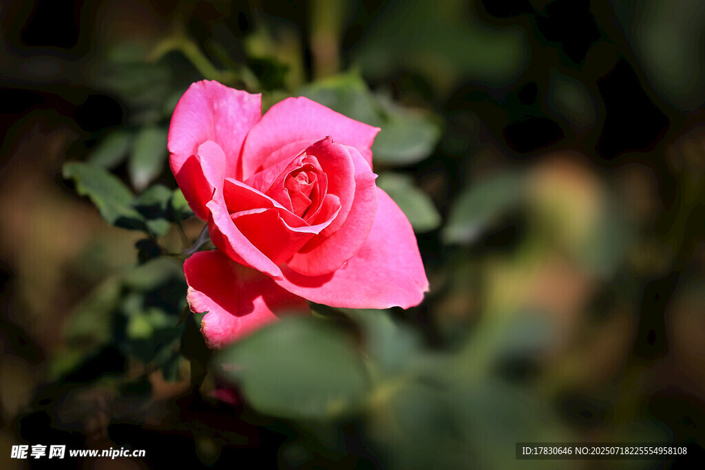 娇艳粉色玫瑰特写