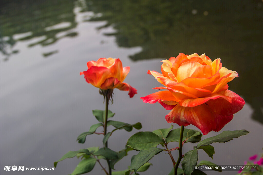 湖畔娇艳双色月季花