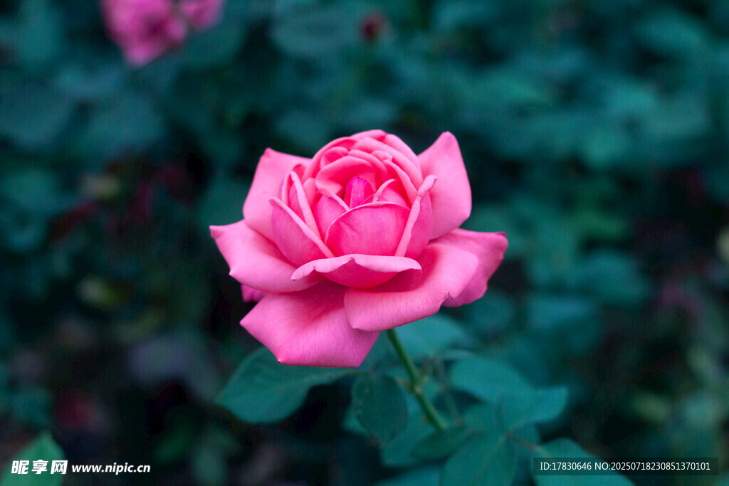 娇艳粉色玫瑰绽放