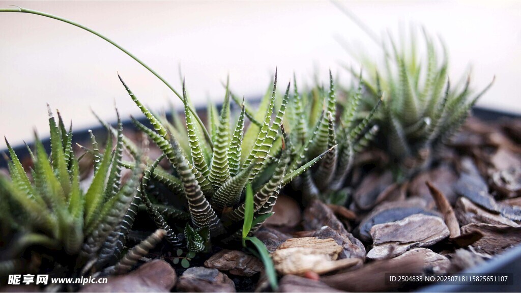 盆栽绿植 清新小景