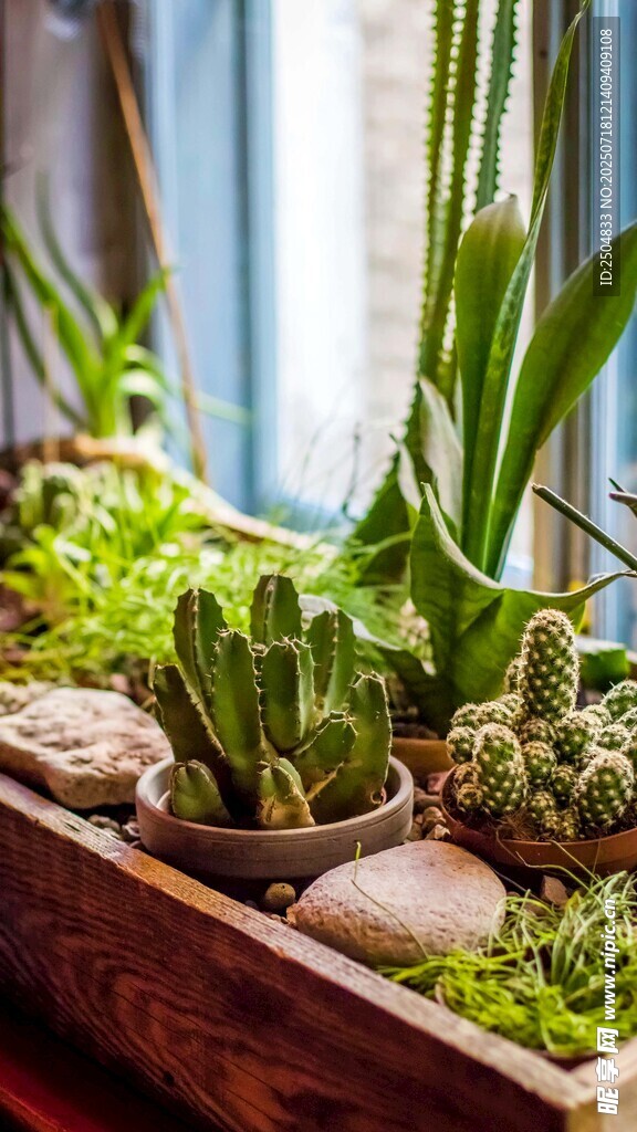 木质盆栽中的多样多肉植物