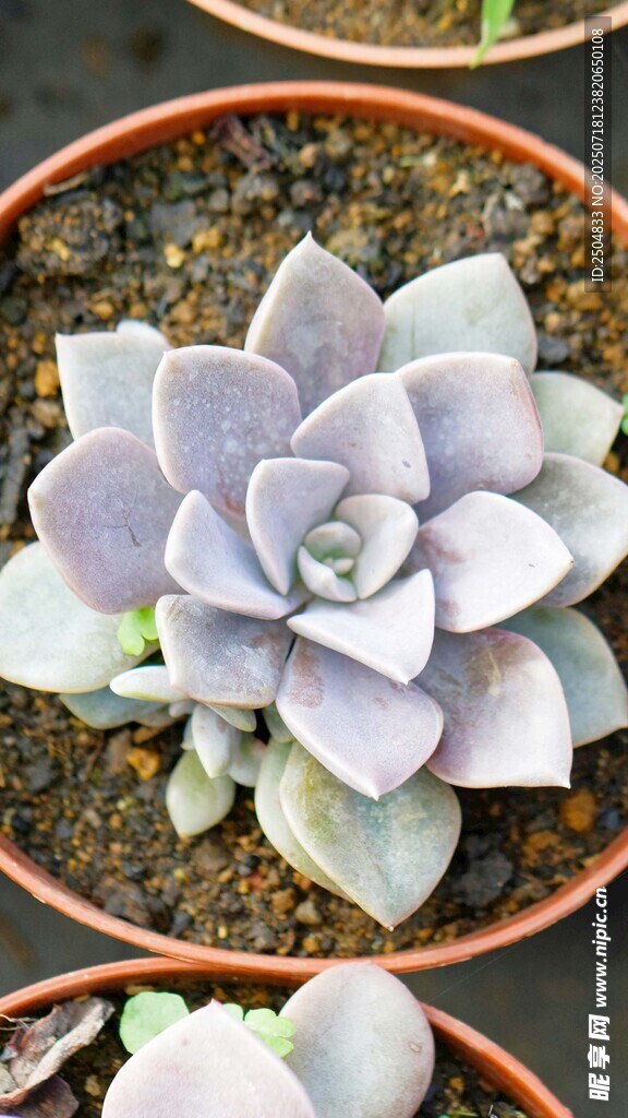 淡紫色多肉植物特写