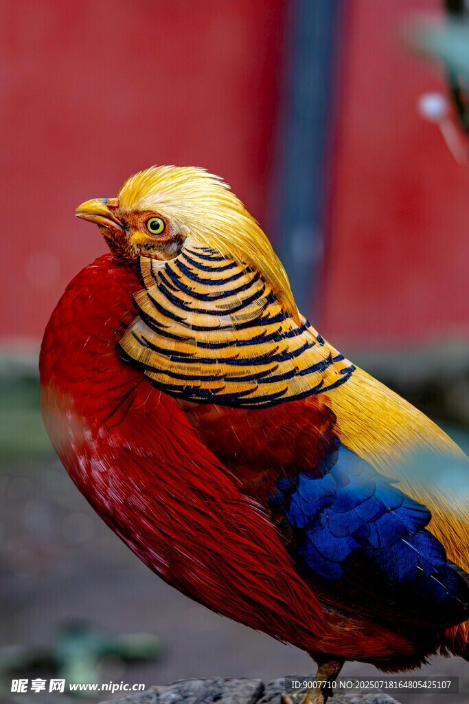 五彩斑斓的美丽观赏鸟